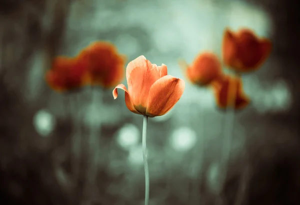 Tulipe rouge — Photo