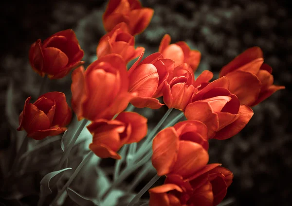 Rote Tulpen — Stockfoto