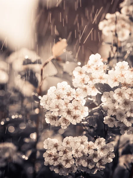 Flores sob chuva — Fotografia de Stock