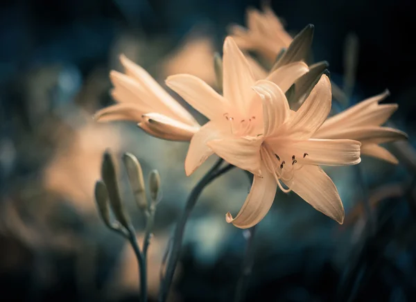 Θερινά λουλούδια — Φωτογραφία Αρχείου