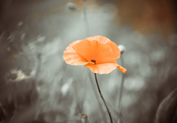 Flor de amapola — Foto de Stock
