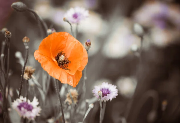 Flor de amapola — Foto de Stock