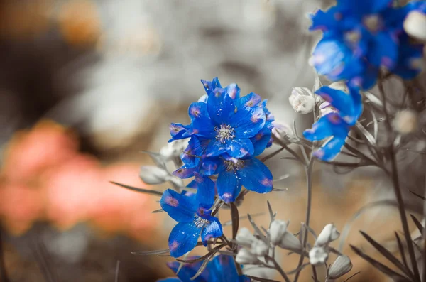 Blauwe bloemen — Stockfoto