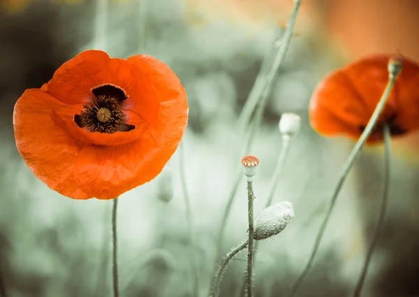 양귀비 꽃 — 스톡 사진