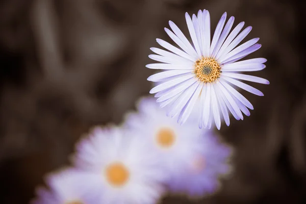 Blue flowers — Stock Photo, Image