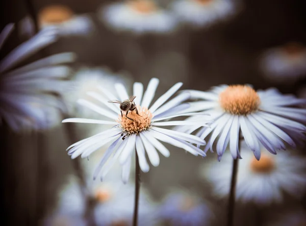 Blommor med bee — Stockfoto