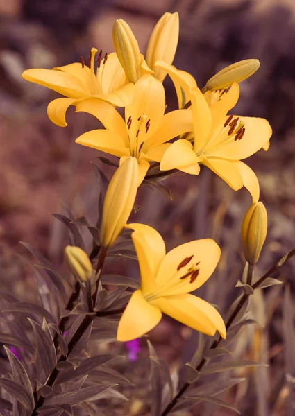 Frische gelbe Gartenblumen — Stockfoto