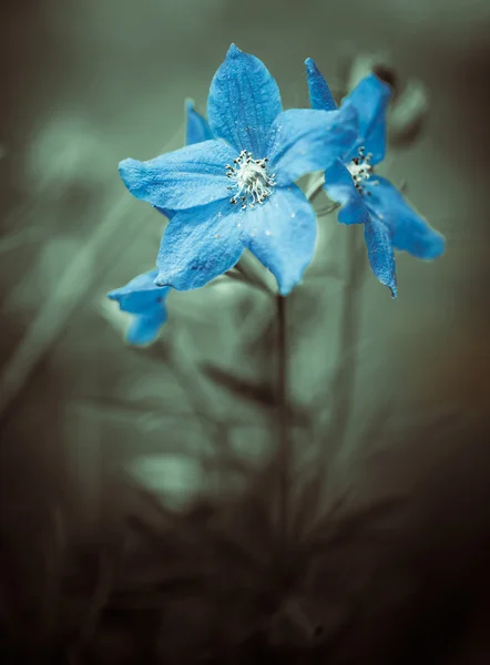 Blå blomma — Stockfoto