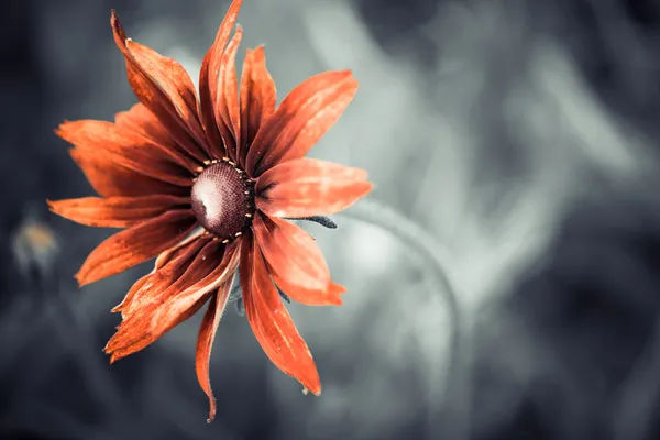 Flor colorida — Fotografia de Stock