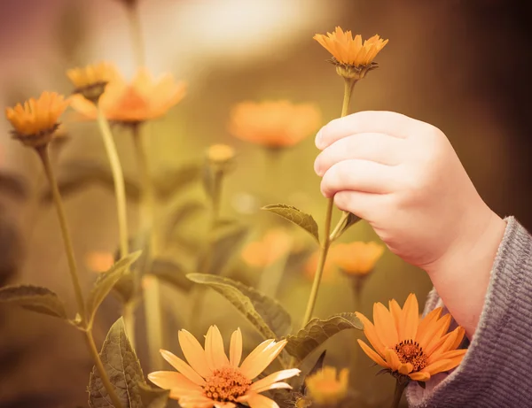 Menino segurando flor — Fotografia de Stock