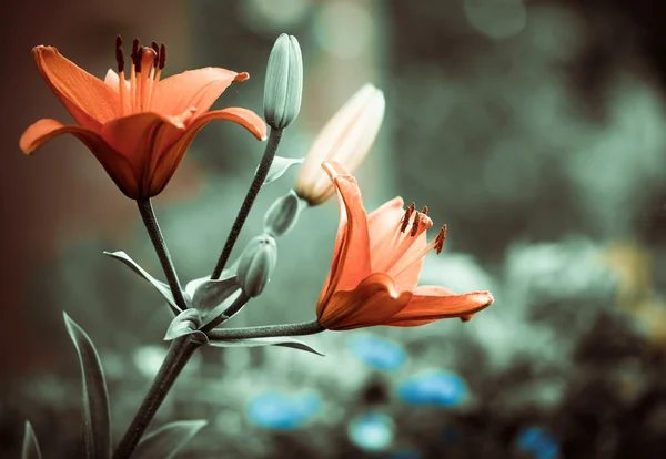 Fleurs orange — Photo