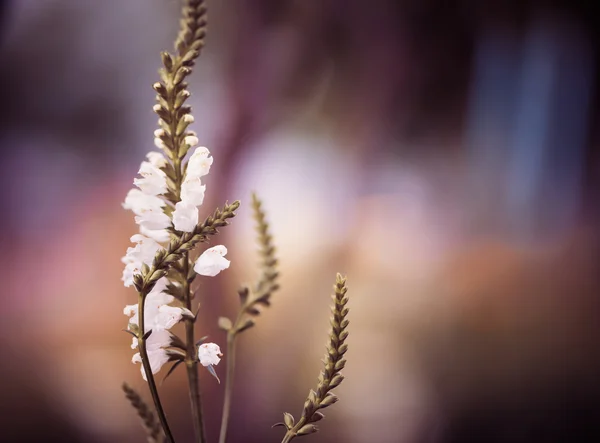 Zonsondergang bloemen — Stockfoto