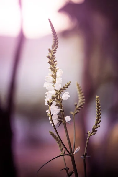 Sonnenuntergang Blumen — Stockfoto