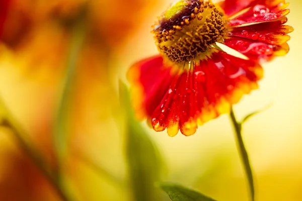 Blomma efter regn — Stockfoto