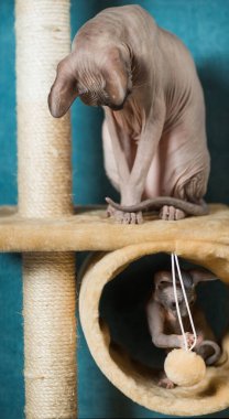 Bir çift sfenks kedisi mavi duvar arka planında kapalı mekan ekipmanlarıyla oynuyor.