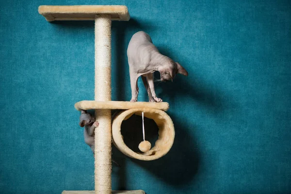 Couple Sphinx Cats Playing Indoor Equipment Blue Wall Background — Stockfoto