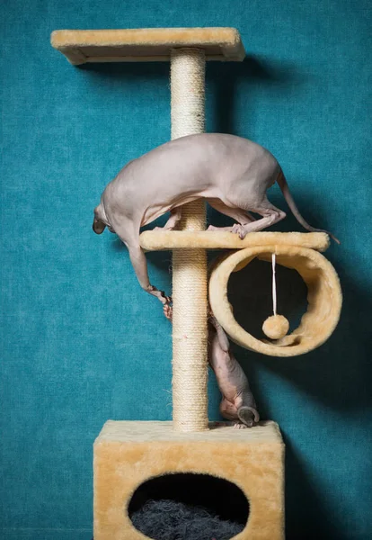 Paar Sphinx Katzen Spielen Auf Indoor Geräten Vor Blauem Wandhintergrund — Stockfoto