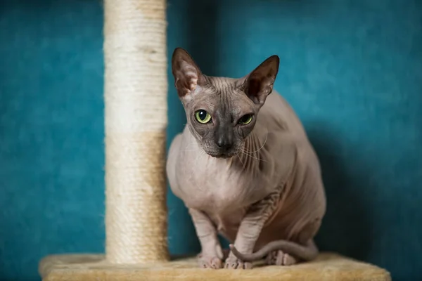 Fünf Jahre Altes Sphinx Katzenporträt Hause — Stockfoto
