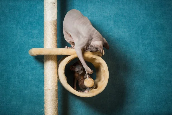 Paar Sphinx Katzen Spielen Auf Indoor Geräten Vor Blauem Wandhintergrund — Stockfoto