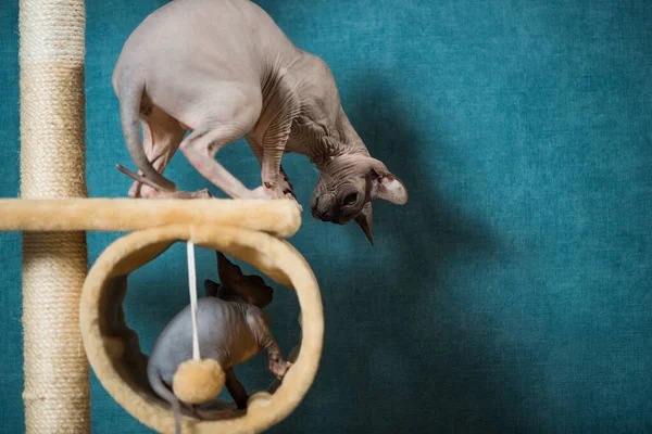 Paar Sphinx Katzen Spielen Auf Indoor Geräten Vor Blauem Wandhintergrund — Stockfoto