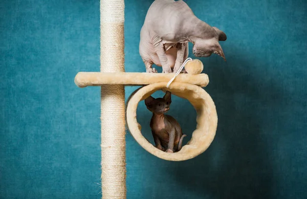 Paar Sphinx Katzen Spielen Auf Indoor Geräten Vor Blauem Wandhintergrund — Stockfoto