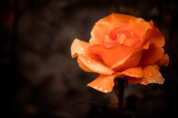 Garden Rose Flower Bud Closeup Rain Drops Petals — Stock Photo, Image