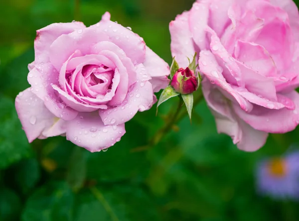 Плямистий Сад Троянди Квіти Краплями Дощу Барвистому Фоні — стокове фото