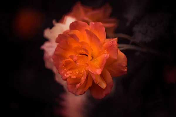 Цветок Цветка Розы Крупным Планом Капли Дождя Лепестках — стоковое фото