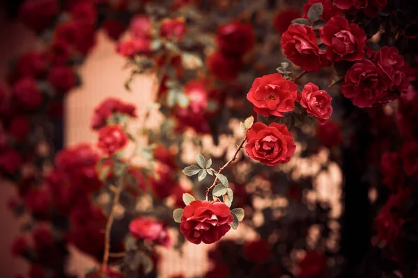 Beautiful Rose Bush Flowers Summer Sunset Rain — Stock Photo, Image