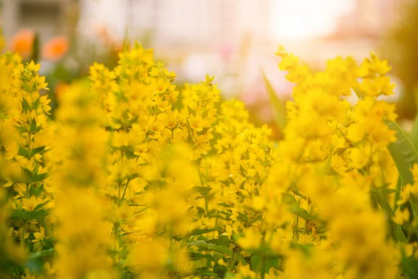 Желтые Цветы Летнем Закате После Дождя — стоковое фото