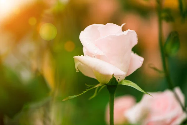 Розовый Сад Розовые Цветы Капельками Дождя Красочном Фоне — стоковое фото