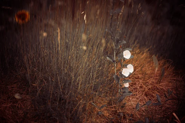 Trädgård Gräs Och Vita Blommor Bakgrund — Stockfoto