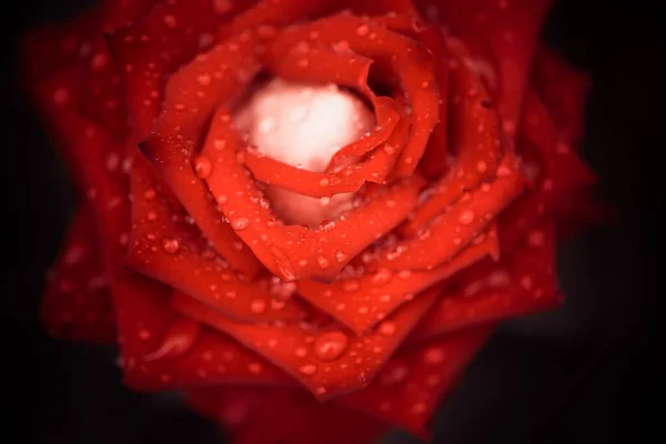 Garden Rose Flower Bud Closeup Rain Drops Petals — Stock Photo, Image