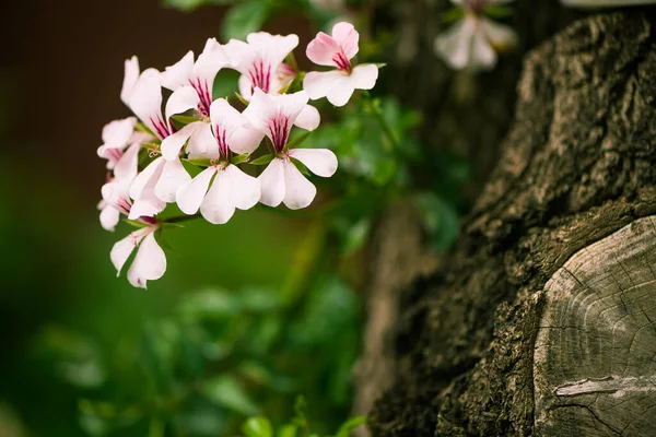 Όμορφα Καλοκαιρινά Λουλούδια Στο Φόντο Των Δέντρων — Φωτογραφία Αρχείου