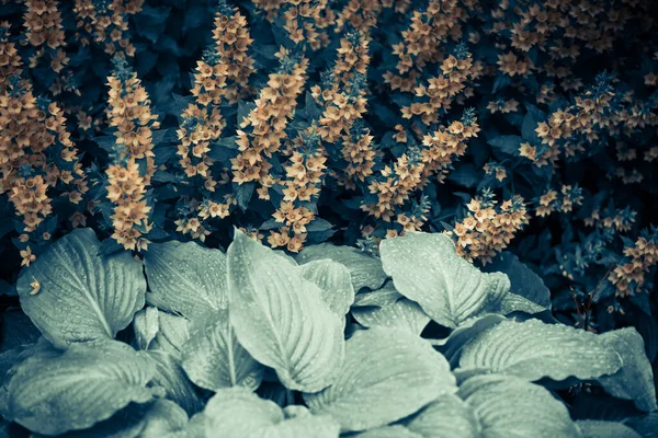 雨の後の夏の庭の花や植物 — ストック写真