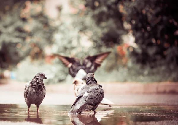 Colombes Ville Dans Une Flaque Après Pluie — Photo