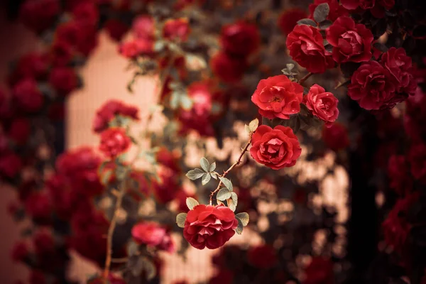 Gyönyörű Rózsa Bokor Virágok Nyáron Naplemente Után Eső Stock Kép