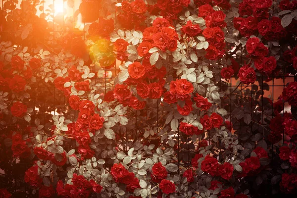 Gyönyörű Rózsa Bokor Virágok Nyáron Naplemente Után Eső Jogdíjmentes Stock Fotók