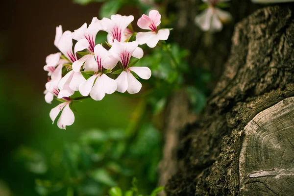 Gyönyörű Nyári Virágok Háttér Stock Fotó