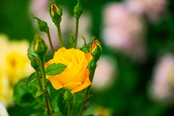 Sárga Rózsa Virágok Kertben Naplemente Eső Után Stock Kép
