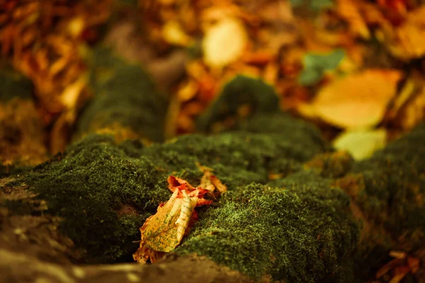 美丽的五彩缤纷的秋天森林背景 树根覆盖着落叶和绿色苔藓 — 图库照片