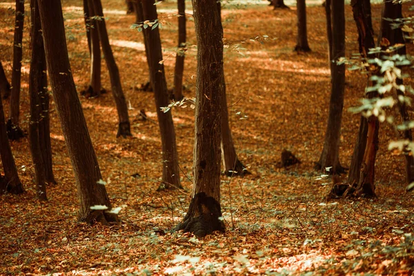 Piękne Wielobarwne Jesienne Tło Lasu Korzeniami Drzew Pokryte Spadającymi Liśćmi — Zdjęcie stockowe