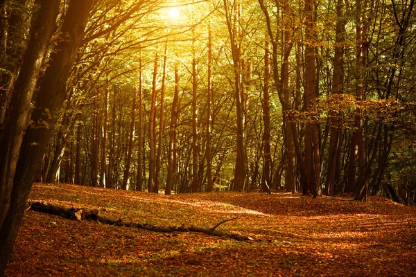 美丽的五彩缤纷的秋天森林背景 树根覆盖着落叶和绿色苔藓 — 图库照片