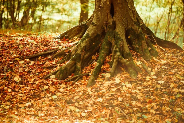 Schöne Mehrfarbige Herbst Waldhintergrund Mit Bäumen Wurzeln Durch Umgestürzte Blätter — Stockfoto