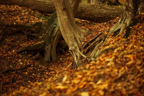 Красивий Різнокольоровий Лісовий Фон Корінням Дерев Покритими Опалим Листям Зеленим — стокове фото