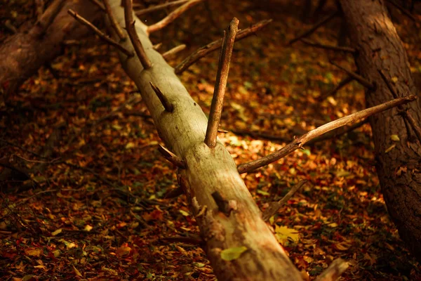 落葉や緑の苔で覆われた木の根を持つ美しい多色の秋の森の背景 — ストック写真