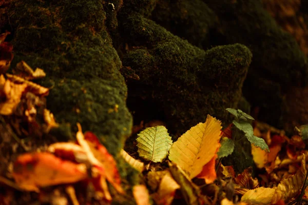 Bellissimo Sfondo Multicolore Foresta Caduta Con Radici Degli Alberi Coperti Fotografia Stock