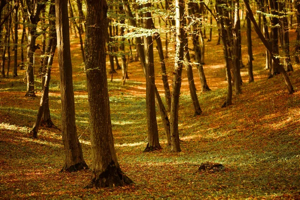 Gyönyörű Multicolor Őszi Erdő Háttér Fák Gyökerek Borított Lehullott Levelek Stock Fotó