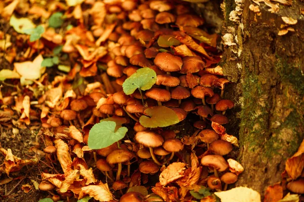 Funghi Avvelenati Che Crescono Nella Foresta Autunnale Vicino Alle Radici Immagine Stock