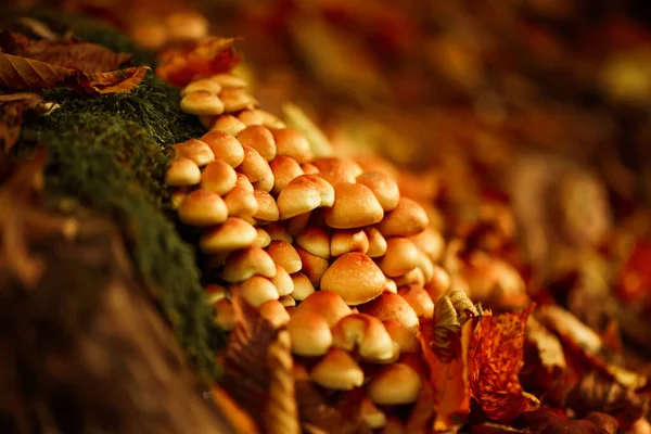 Otrávené Houby Rostoucí Podzimním Lese Blízkosti Kořenů Stromů Stock Fotografie